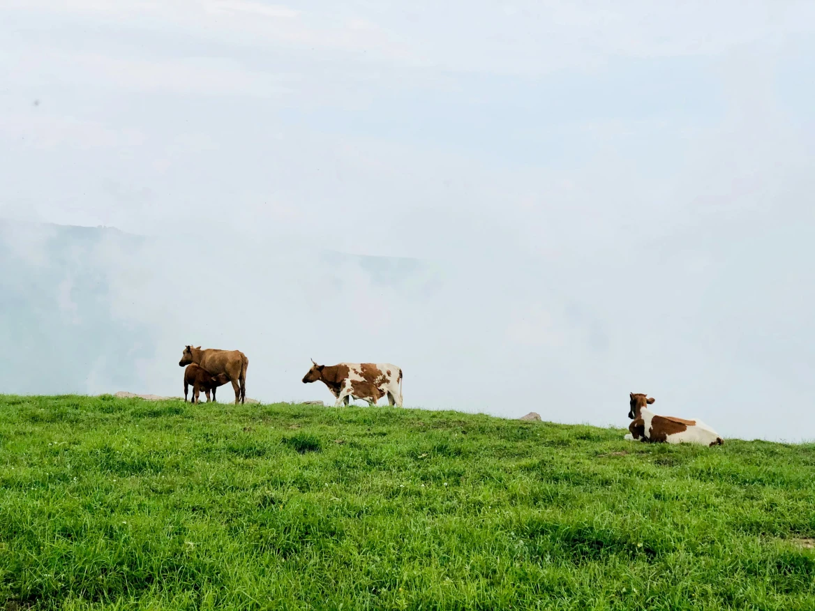 Why Non-GMO Dairy & Grass-Fed Meat Are Worth the Hype Why Non-GMO Dairy & Grass-Fed Meat Are Worth the Hype