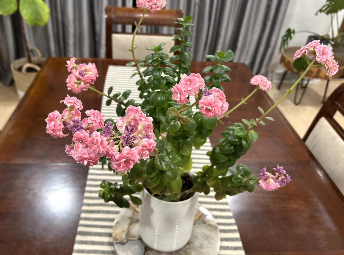 Green & Serene: The Benefits of Having Plants in Your Home Green & Serene: The Benefits of Having Plants in Your Home